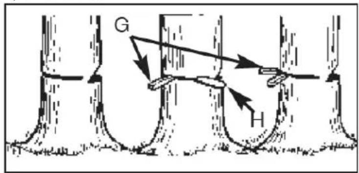G H