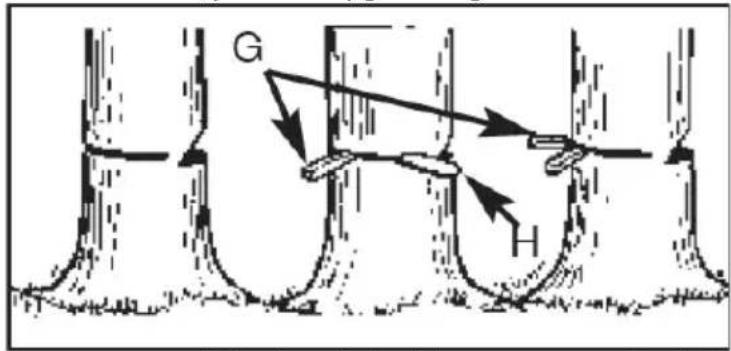 G H