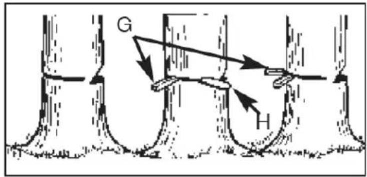 G H