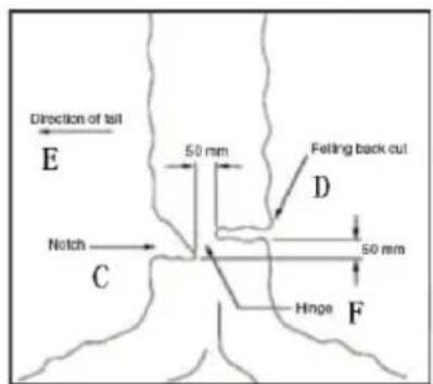 Direction of tail E 50 mm Feling back cut D 50 mm Notch C Hinge F
