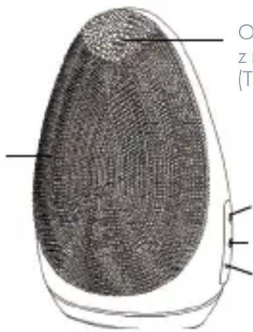 O Z (T)