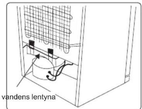vandens lentyna