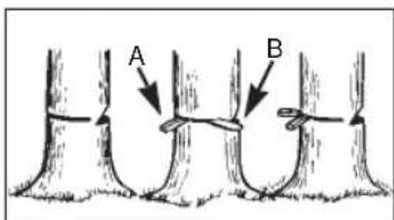 A B