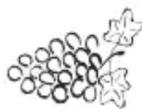 Eta Gratus Evo 1028 90092 - II.10. FRUITS, BERRIES AND VEGETABLES PRESS (J) - 1