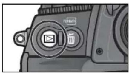 NIKON D2H - 1コマ再生表示 - 1
