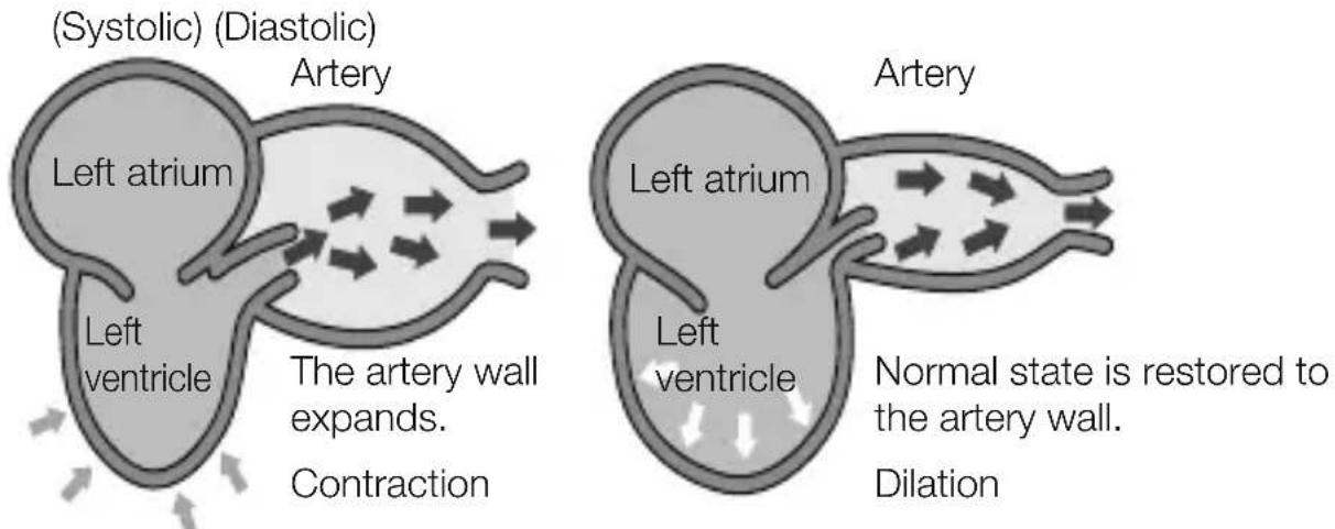 (Systolic) (Diastolic) Artery Left atrium Left ventricle The artery wall expands. Contraction Artery Left atrium Left ventricle Normal state is restored to the artery wall. Dilation