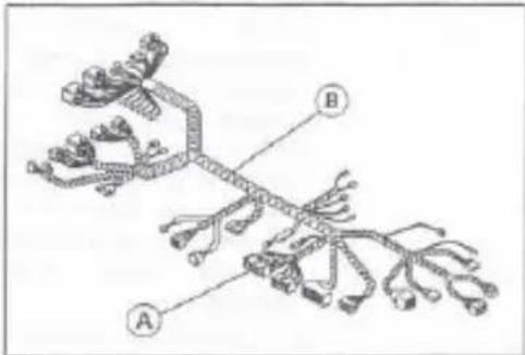 Diagram of a branching biological structure with labeled parts A and B