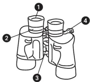 Diagram of binoculars with numbered labels pointing to different anatomical structures