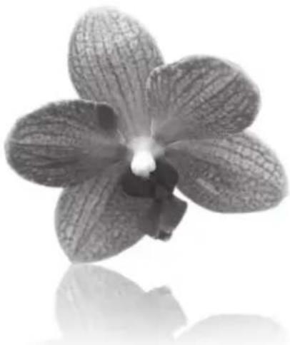 Black-and-white close-up of a five-petal orchid flower with textured petals and visible stamens (no text or symbols)