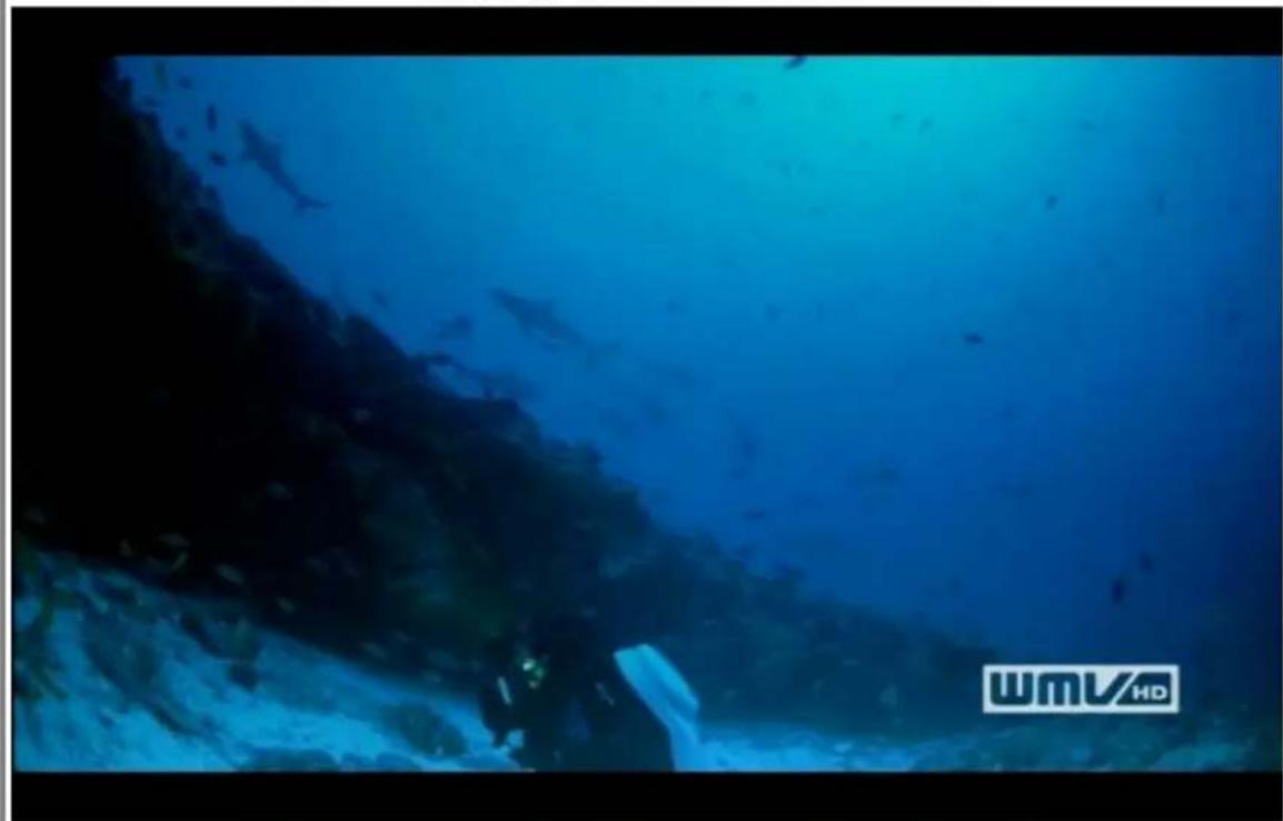 Underwater scene with dark seabed and fish swimming near a shoreline, no visible text or symbols