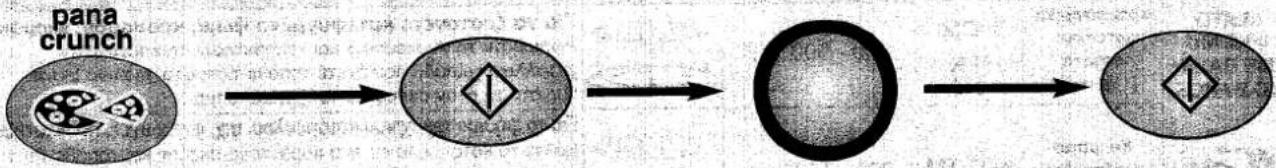 graph LR A["pana crunch"] --> B["Decision Point"] B --> C["Circle"] C --> D["Final State"]