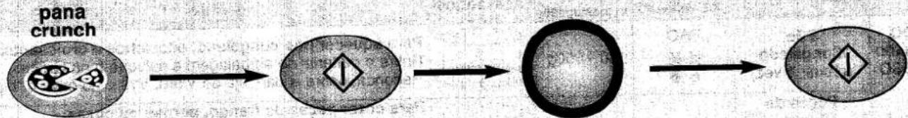 graph LR A["pana crunch"] --> B["Cell division"] B --> C["Cell"] C --> D["Cell closure"]