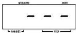 SAMSON MRT-3B - Hold down the [FUNCTION] key. - 2
