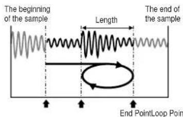 The beginning of the sample Length The end of the sample End PointLoop Point