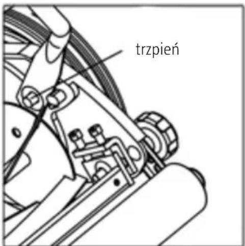trzpień
