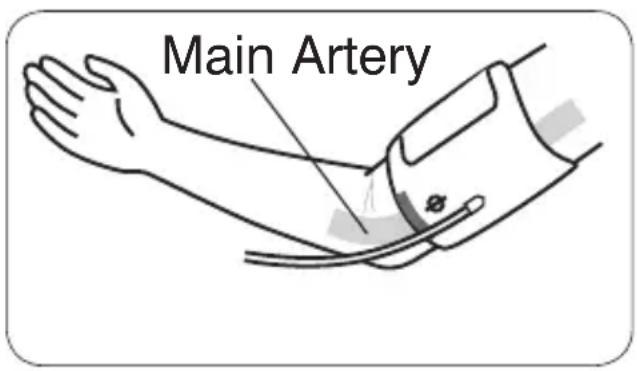 Main Artery