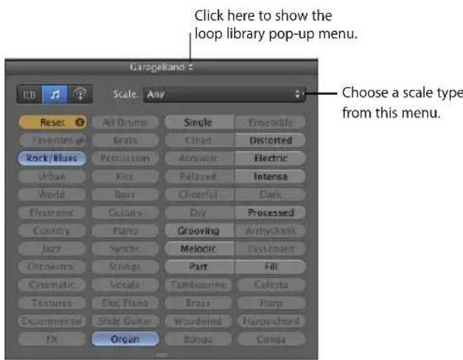Click here to show the loop library pop-up menu. Choose a scale type from this menu. Scale: Any Reset All Drums Single Enceivable Favorites Beats Clean Distorted Rock/Blues Percussion Acoustic Electric Urban Kiss Relaxed Intense World Bass Cheerful Dark Electronic Colors Dry Processed Country Piano Grooving Antholoneic Jazz Synthes Melodic Distant Orchestra Strings Part Fill Cinematic Vocals Tambourne Colsta Textures Elac Piano Brass Harp Experimental Slide Guitar Woodwind Harpsichord FX Organ Bango Compa