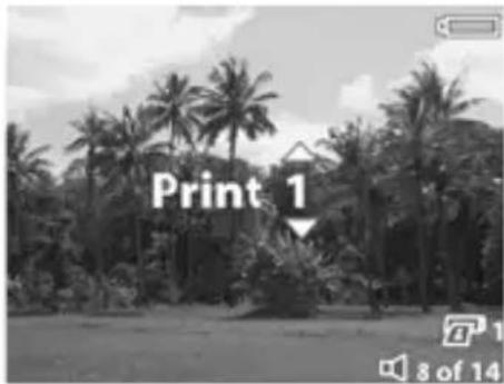 Print 1 8 of 14