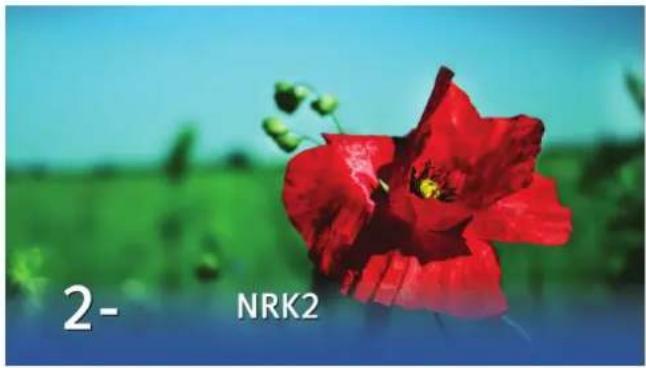 2- NRK2