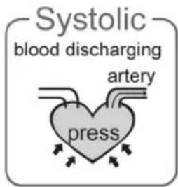 Systolic blood discharging artery press