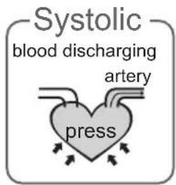 Systolic blood discharging artery press