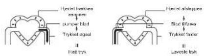 Herbal bladder assembly purper blade Trykoster gland Herbal shuppers Slac bifurcs Trykoster fumar Lavocic tryk