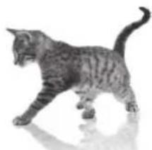 Side profile of a tabby cat walking, captured in motion with no visible text or symbols