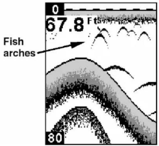 Fish arches 67.8 F 80