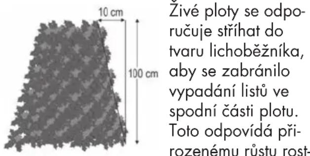 10 cm 100 cm Živé ploty se odporučuje stříhat do tvaru lichoběžníka, aby se zabránilo vypadání listů ve spodní části plotu. Toto odpovídá přirozenému růstu rost-