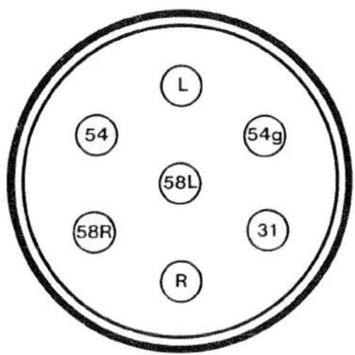 L 54 58L 58R 54g 31 R