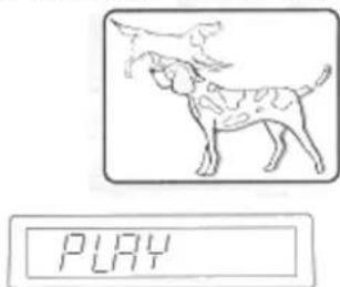 PLAY
