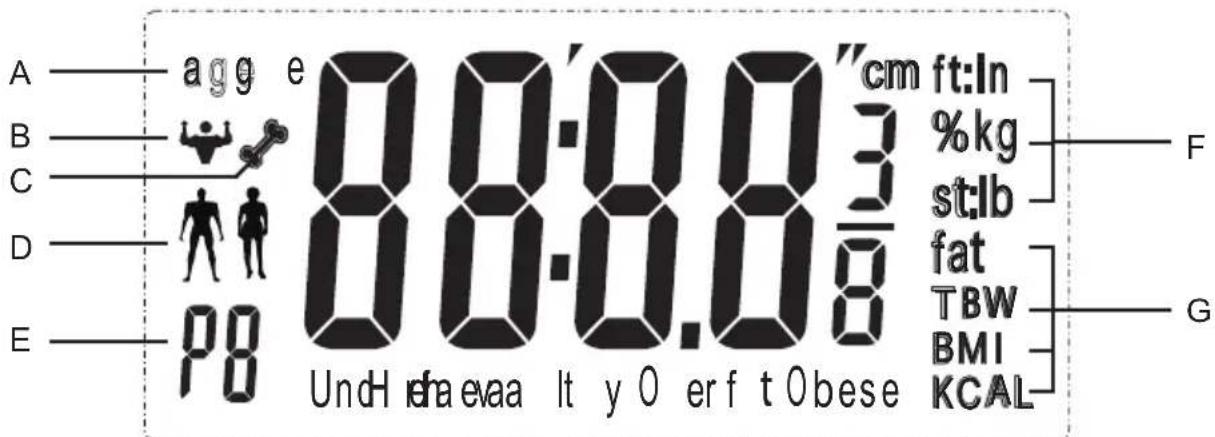 A—agg e 8:00:0.03 cm ft:In B—#e 8:00:0.03 %kg C—#e 8:00:0.03 st:lb D—#e 8:00:0.03 fat E—#e 8:00:0.03 TBW Und H eva a It y O er f t Obese BMI KCAL F G