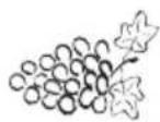 Eta Gratussino Bravo II 0023 90070 - III.5) Fruits, berries and vegetables press (J) - 1