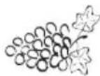 Eta Gratussino Bravo II 0023 90070 - III.5) Frucht- Beeren- und Gemüsepresse (J) - 1