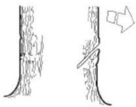 Diagram showing two tree branches with a directional arrow indicating movement or change (no text or symbols present)