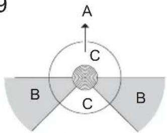 A C B C B