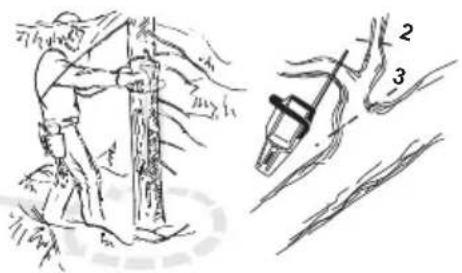 Diagram illustrating a hand holding a tree with labeled parts and a close-up of the plant's stem structure.