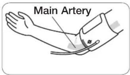 Main Artery