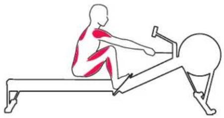 Line drawing of a person performing an exercise on a rowing machine (no text or symbols)