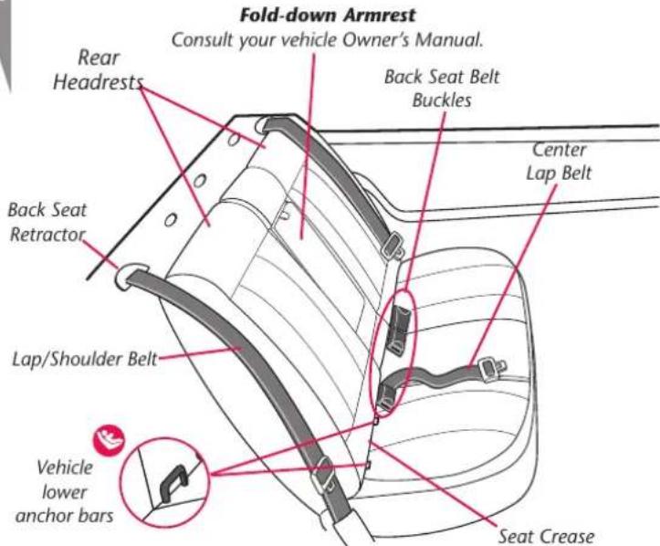 Fold-down Armrest Consult your vehicle Owner's Manual. Rear Headrests Back Seat Belt Buckles Center Lap Belt Back Seat Retractor Lap/Shoulder Belt Vehicle lower anchor bars Seat Crease