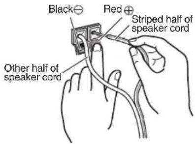 Black⊖ Red⊕ Striped half of speaker cord Other half of speaker cord