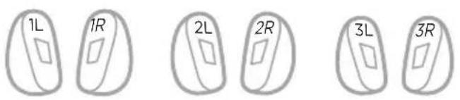 1L 1R 2L 2R 3L 3R