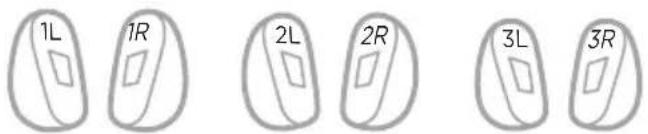 1L 1R 2L 2R 3L 3R