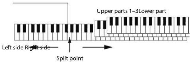 Upper parts 1-3Lower part Left side Right side Split point