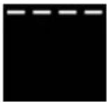 SMEG FMI120B2 - Grill - 1