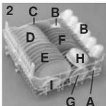 2 C B D F B E H I G A