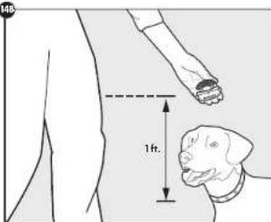 1ft.
