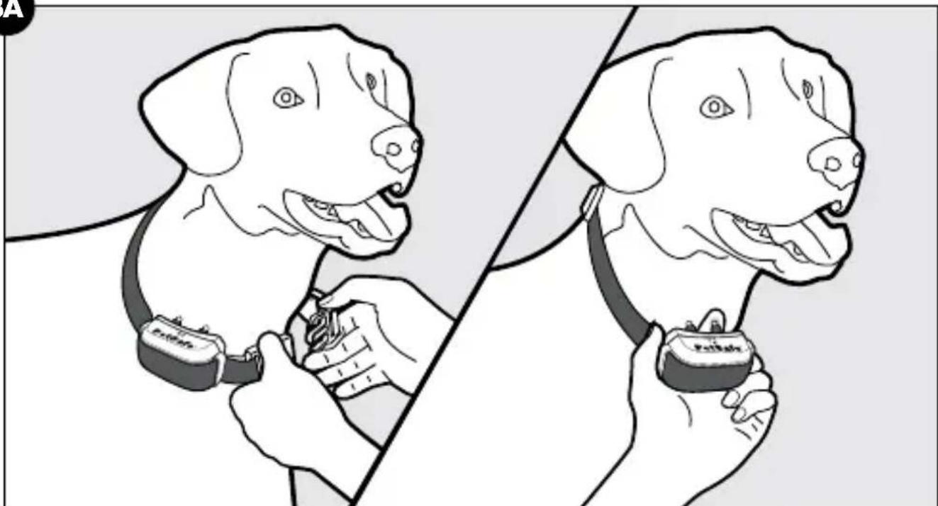 PETSAFE YardMax PIG00-11116 - Step 3: Fit the Receiver Collar - 1
