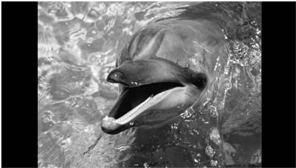 Black-and-white photo of a dolphin swimming in water, showing its open mouth and tongue out (no text or symbols visible)