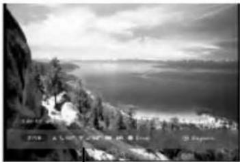 Schwarz-Weiß-Landschaftsfoto einer Küstenklippe mit Bäumen und entferntem Meer (kein sichtbarer Text oder Symbole)